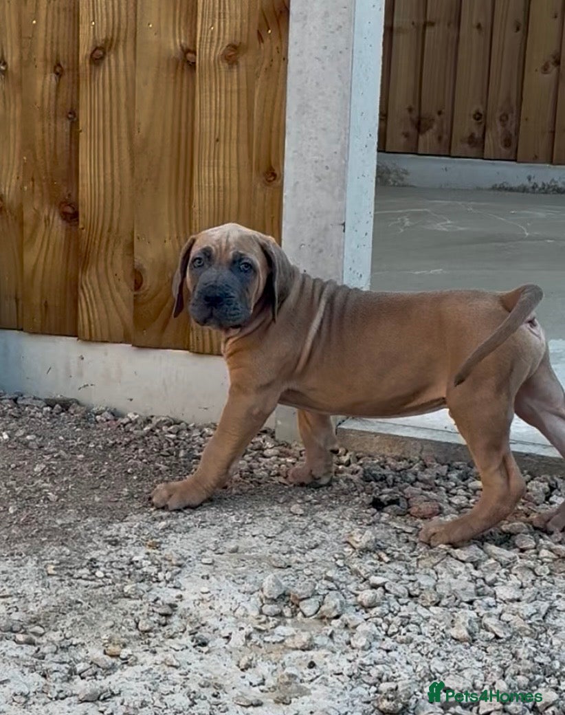 Cane Corso dogs Brutus(X-Man) World Winner line Cane Corso Puppies - Advert 1