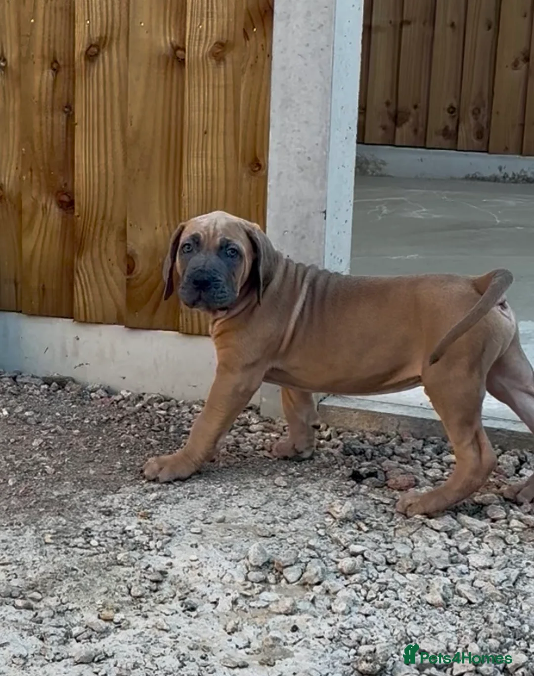 Cane Corso dogs for sale: Brutus(X-Man) World Winner line Cane Corso Puppies - Advert 1