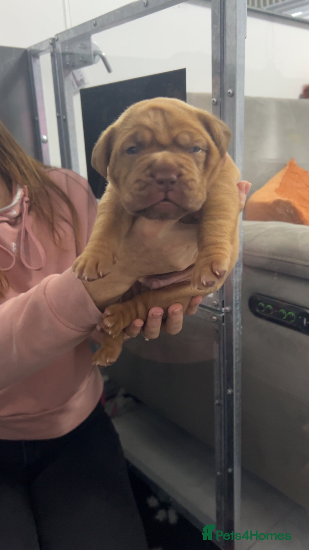 Dogue De Bordeaux dogs for sale: Chunky kc registered dogue de Bordeaux puppies - Advert 18