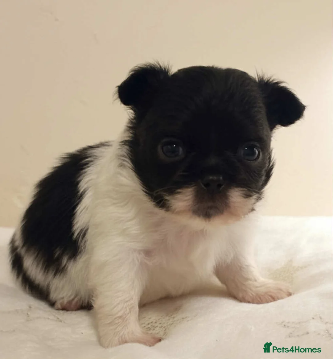 Chihuahua dogs for sale: Chihuahua  - Advert 5