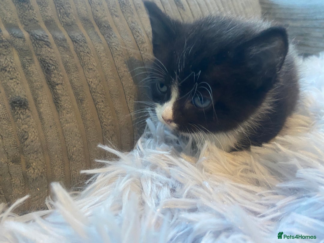 Mixed Breed cats for sale: 😻😻 2 beautiful black girls available 😻😻 - Image 7