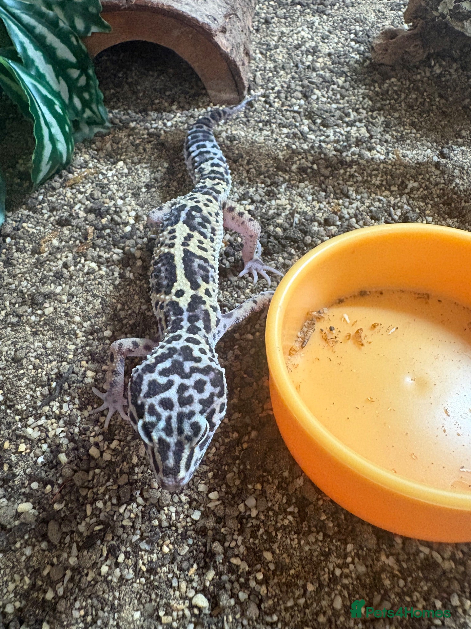 Leopard Gecko reptiles female leopard gecko - Advert 1