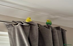 Budgerigars birds for sale: Pair of budgies  - Advert 4