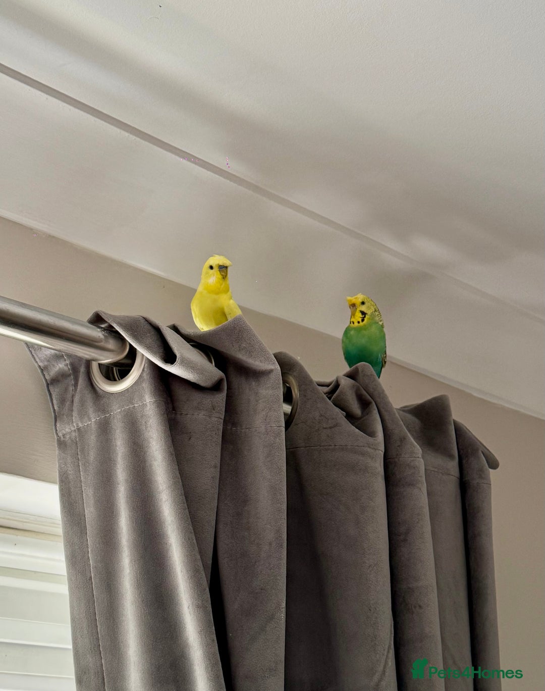 Budgerigars birds for sale: Pair of budgies  - Advert 4