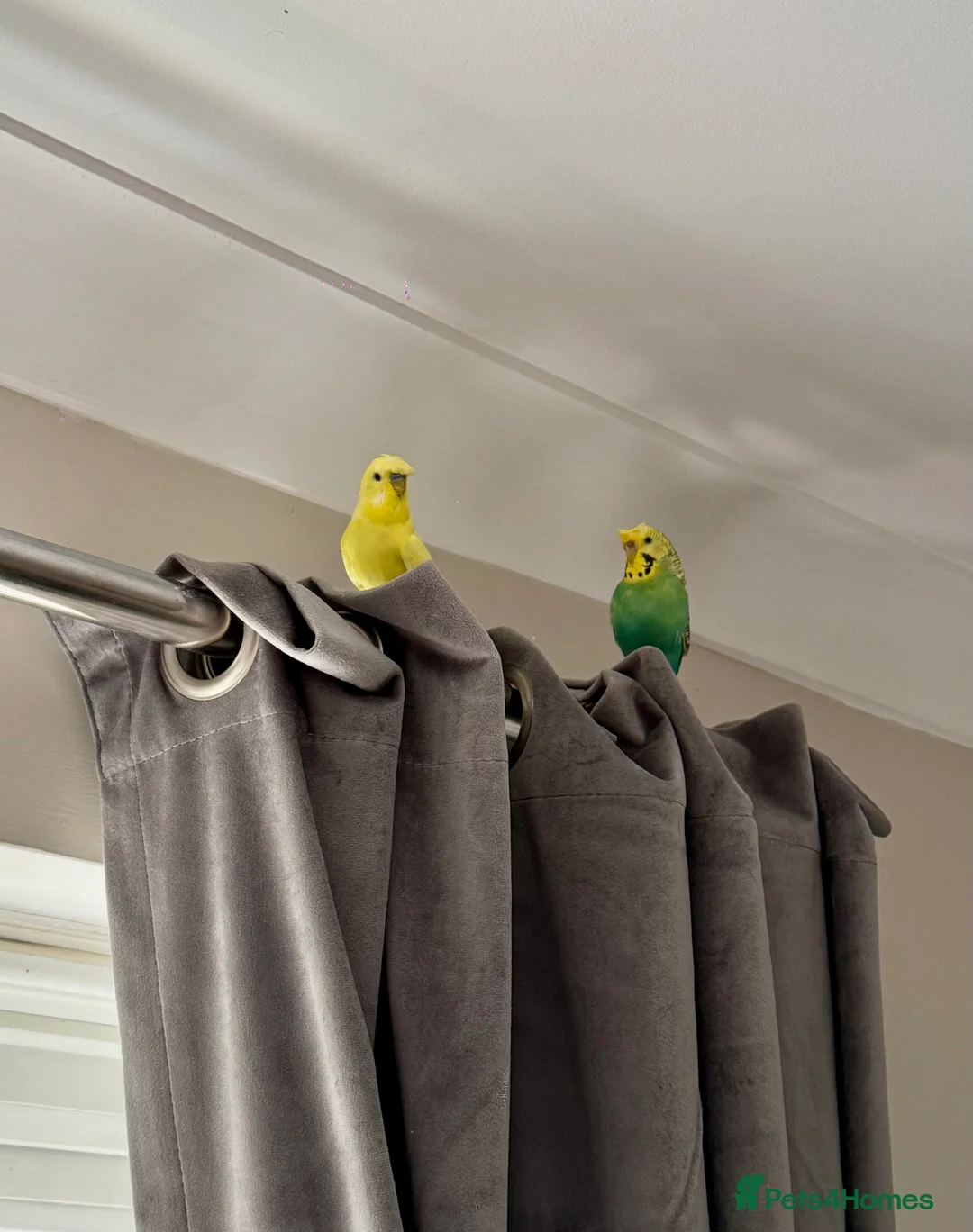 Budgerigars birds for sale: Pair of budgies  - Advert 4