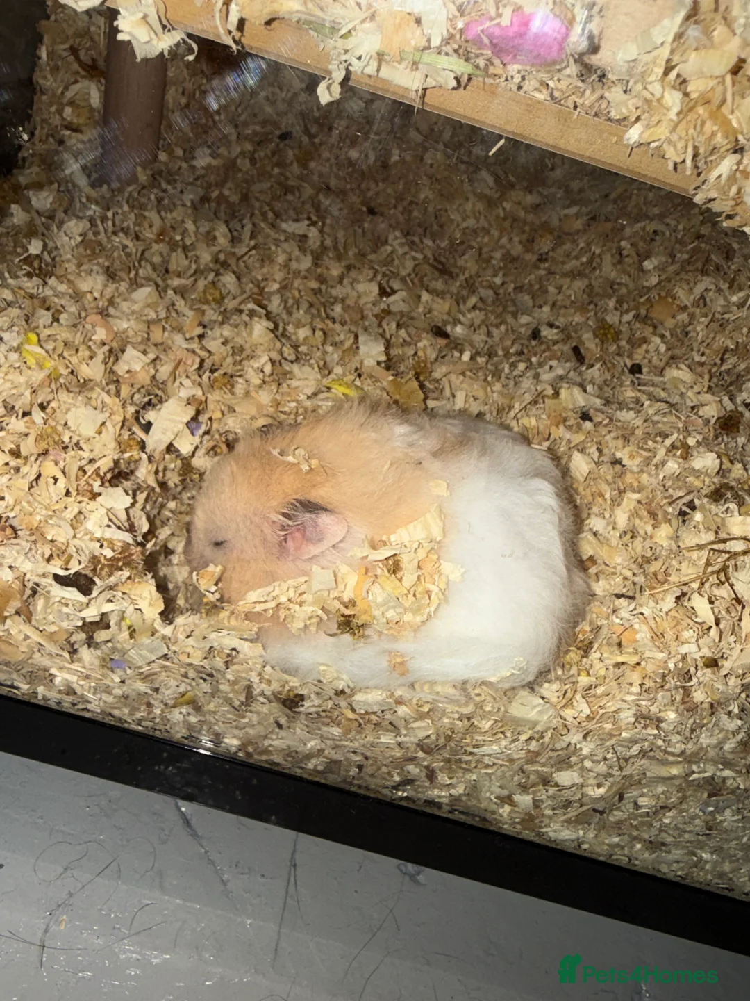 Hamster rodents for sale: Longhair Hamster and full setup - Advert 1