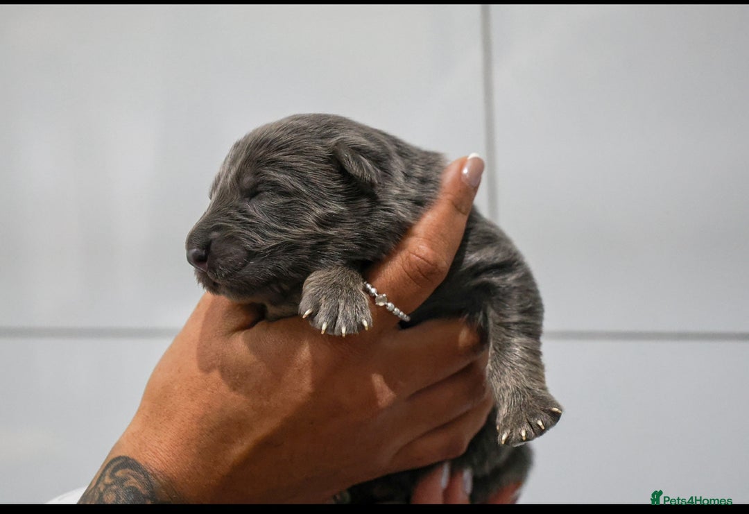 German Shepherd dogs for sale: 💙KC health tested parents 💙 - Advert 22