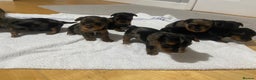 Yorkshire Terrier dogs for sale: Stunning rare coloured merle yokies. - Advert 7