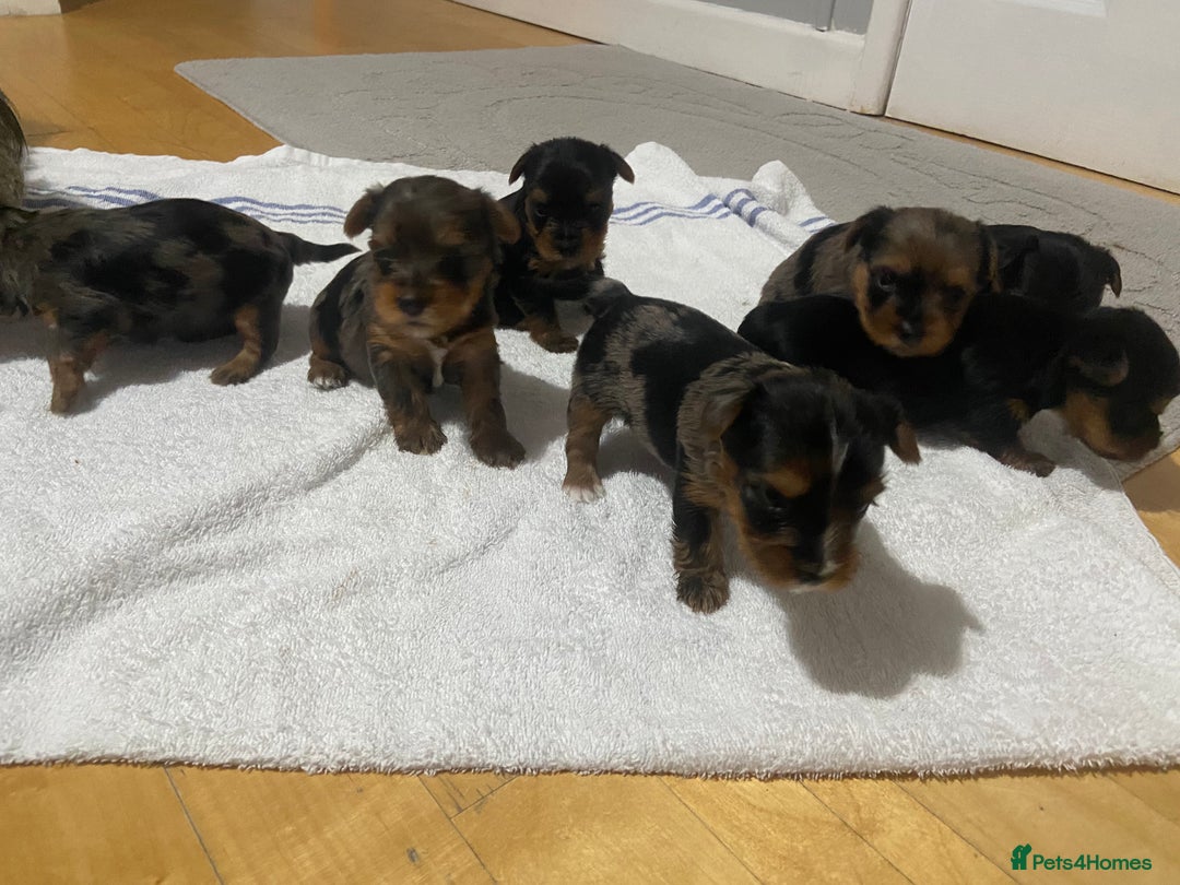 Yorkshire Terrier dogs for sale: Stunning rare coloured merle yokies. - Advert 7