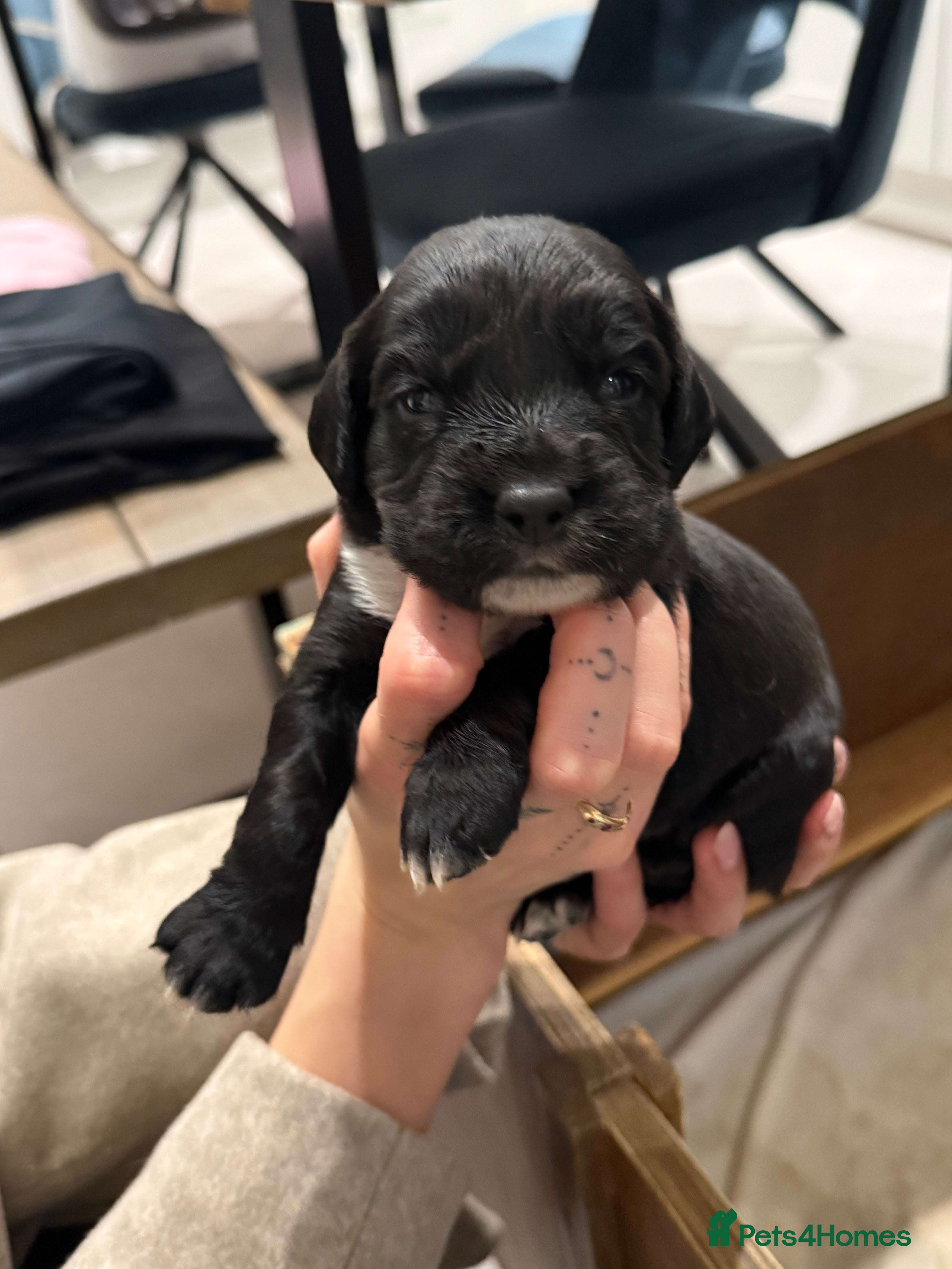 Sprocker dogs Sprocker puppies for sale 🐶  - Advert 9