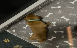 Labrador Retriever dogs for sale: Stunning fox-red labs 4boys left for sale  - Image 8