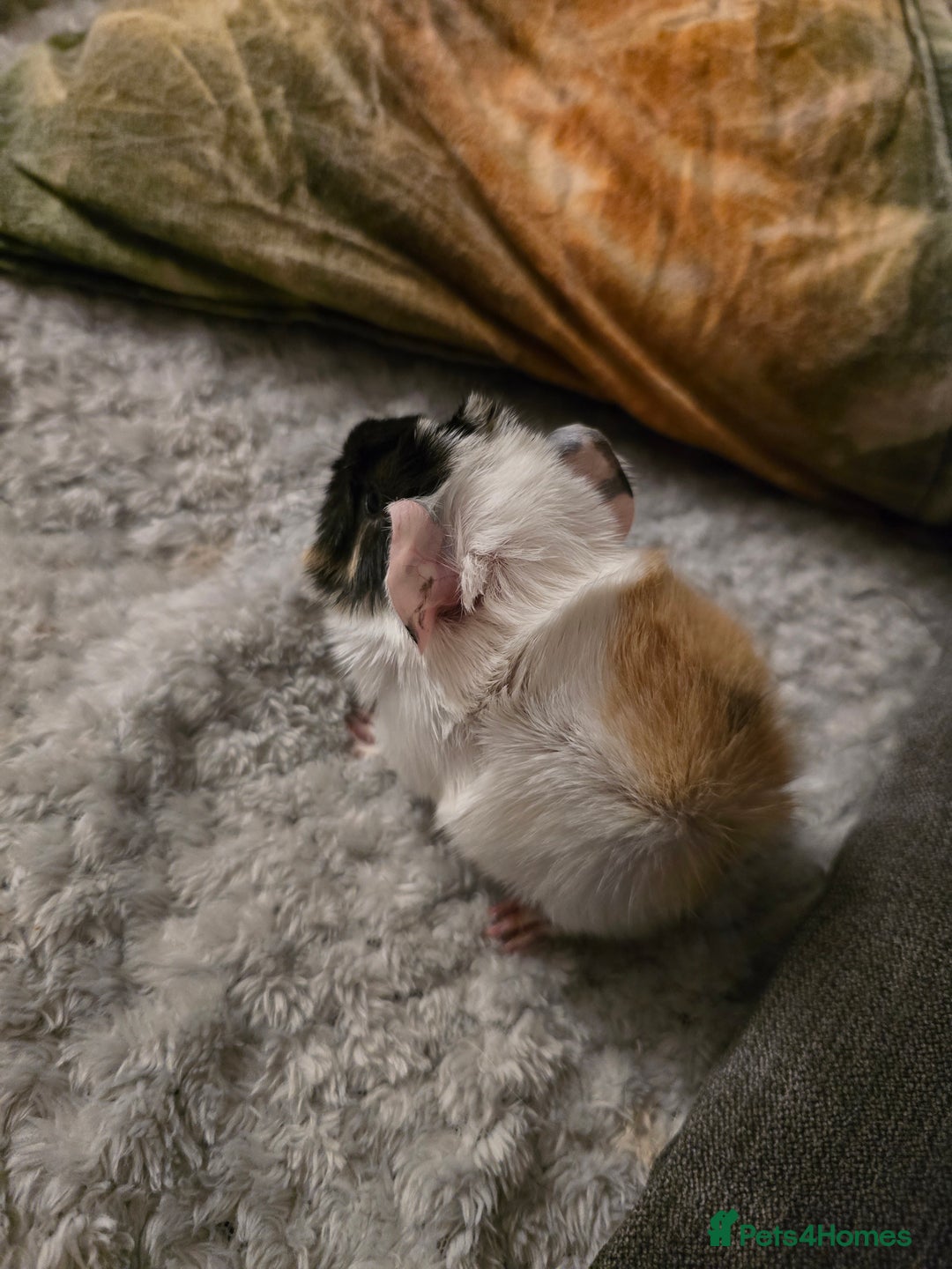 Guinea Pig rodents for sale: 2 female guineapigs  - Advert 11