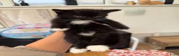 Mixed Breed cats for sale: Beautiful black & white kittens for sale  - Advert 14