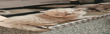 Fawn-cinnemon boy British longhair 