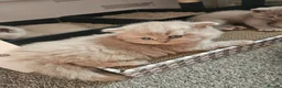British Shorthair cats for sale:  *READY TO GO* beautiful British shorthair/ long - Advert 29