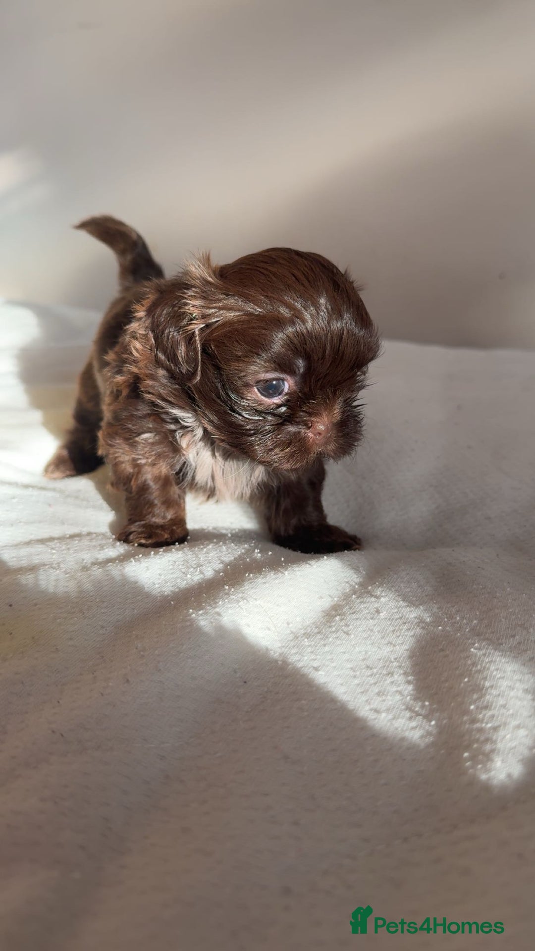 Shih Tzu dogs for sale: Tri-Colour KC Imperial Shih Tzu Puppies - Advert 17