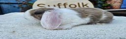 Mini Lop rabbits for sale: Purebred Mini Plush Lops- Suffolk - Advert 13