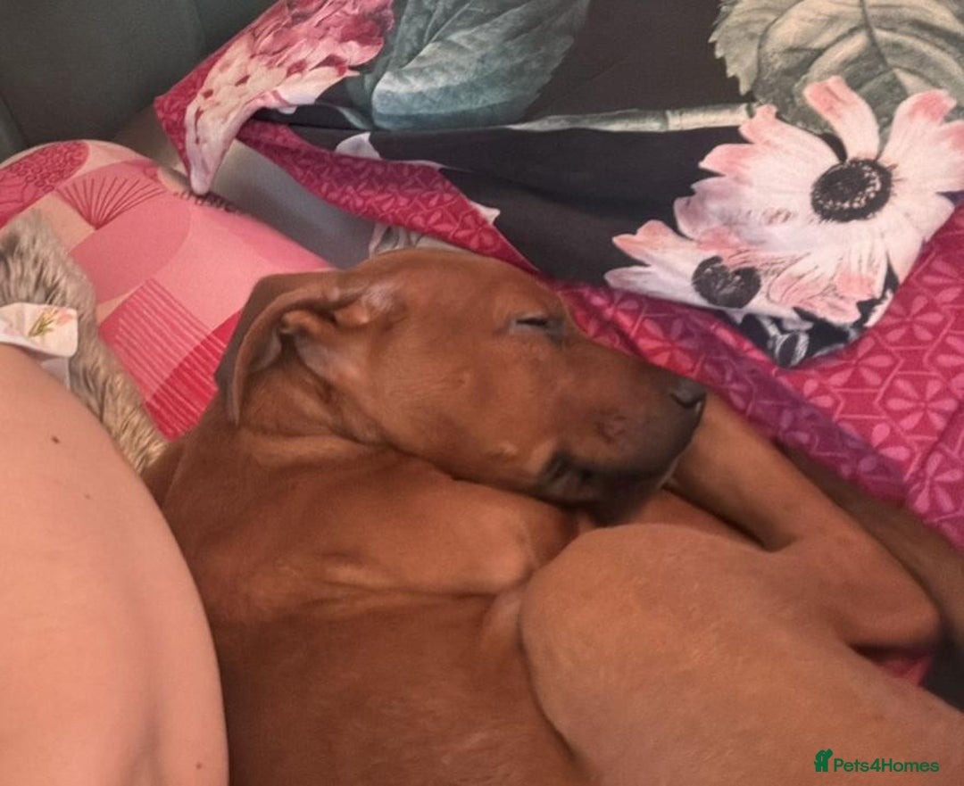 Mixed Breed dogs for sale: beautiful mastiff german shepherd female dog - Advert 5