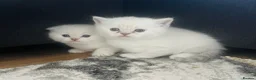 Scottish Fold cats for sale: Scottish fold and straight kittens - Advert 6