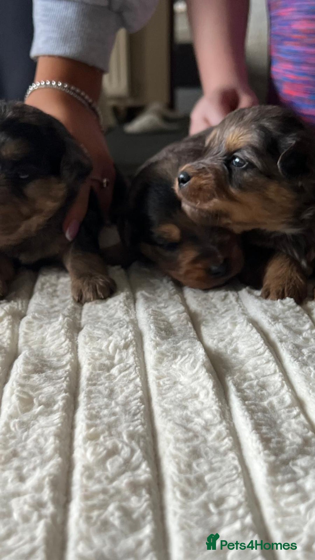 Jackapoo dogs for sale: 🐶🐾 F1 Minature Jackapoos 🐶🐾 - Image 10
