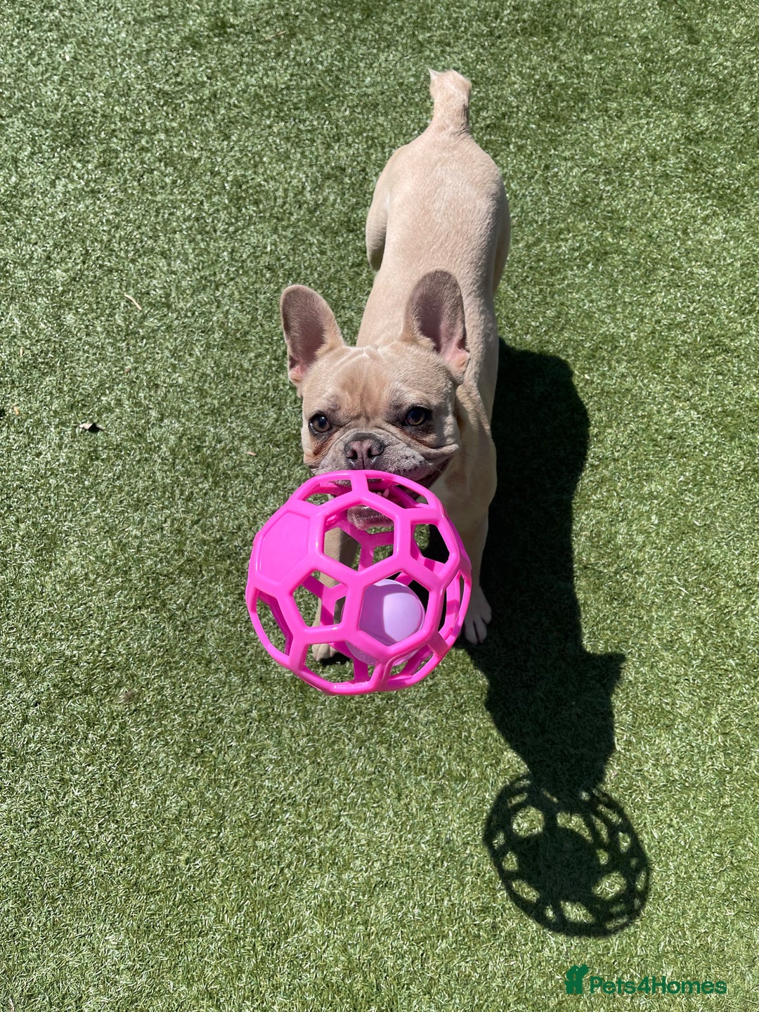 French Bulldog dogs for sale: Female Lilac Fawn  - Advert 3