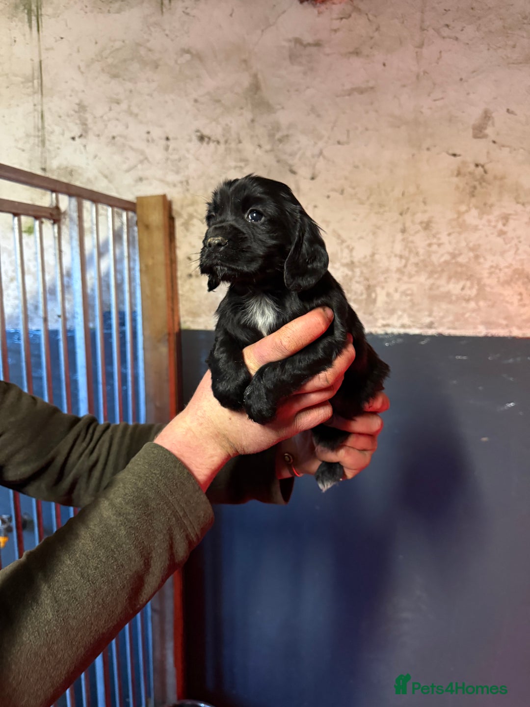 Cocker Spaniel dogs for sale: KC reg working cocker spaniel pup - Advert 2