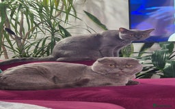 Scottish Fold cats for sale: Scottish fold and straight kittens  - Image 15