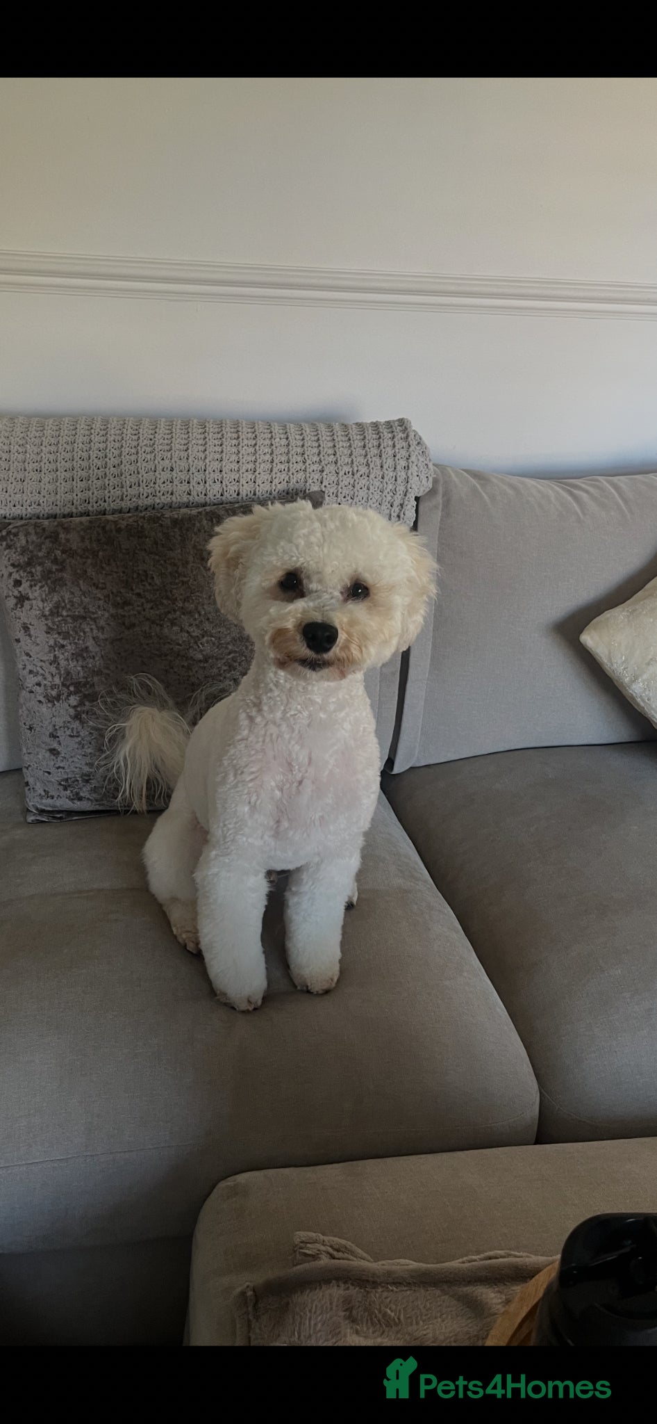 Cockapoo dogs Teddy  - Advert 18