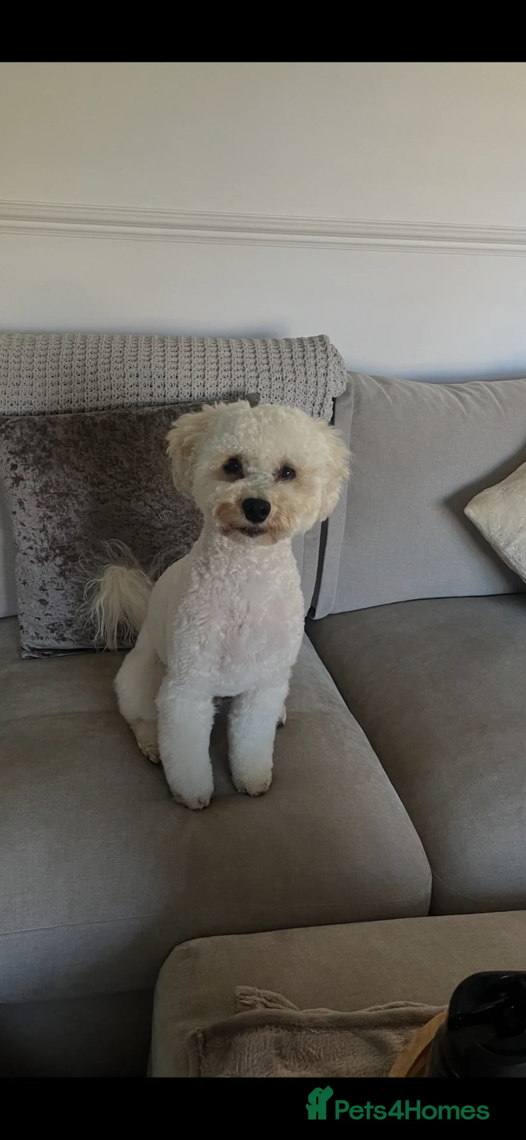 Cockapoo dogs for sale: Teddy  - Advert 1