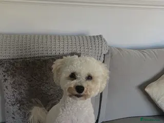 Cockapoo dogs Teddy - Advert 18