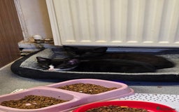 Mixed Breed cats for sale: Kittens for sale - Image 6