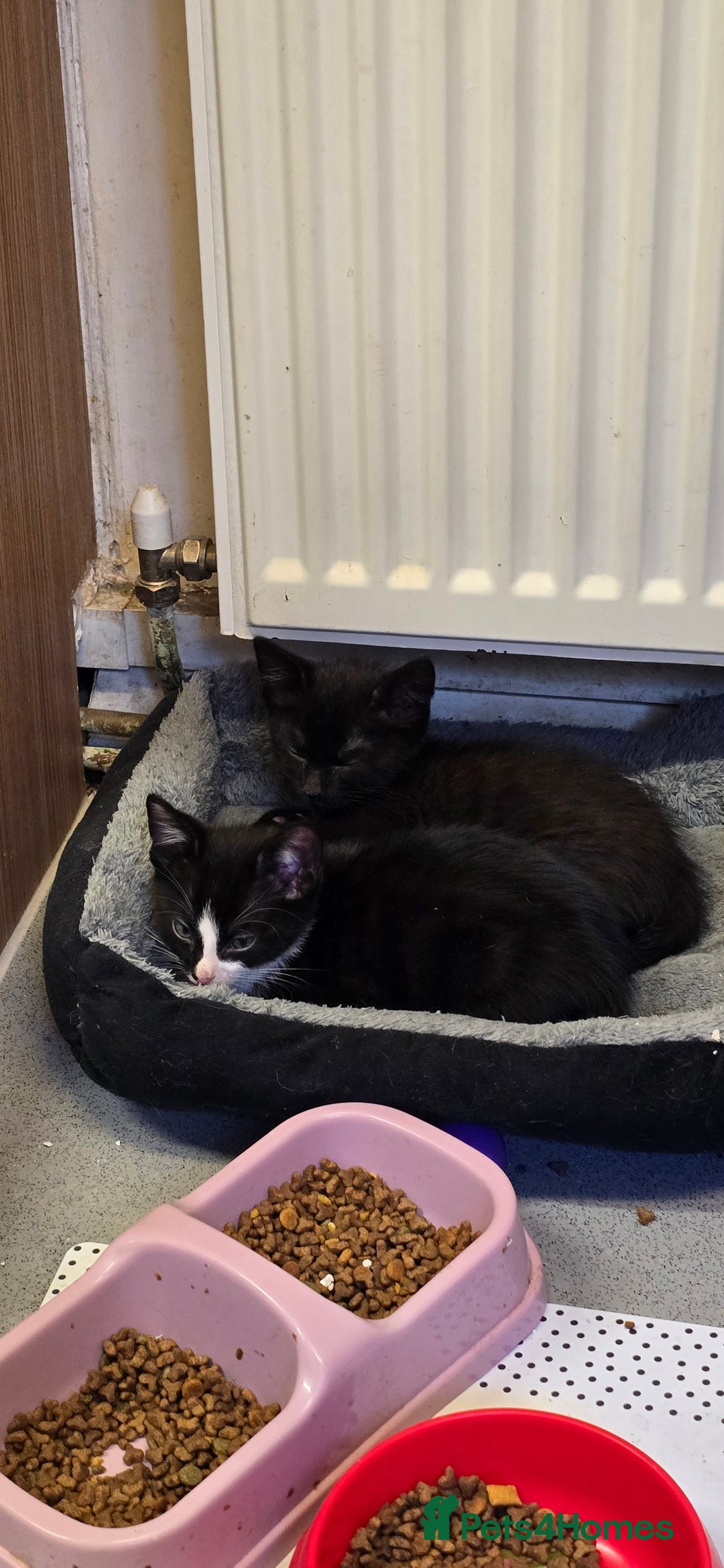 Mixed Breed cats for sale: Kittens for sale - Image 6