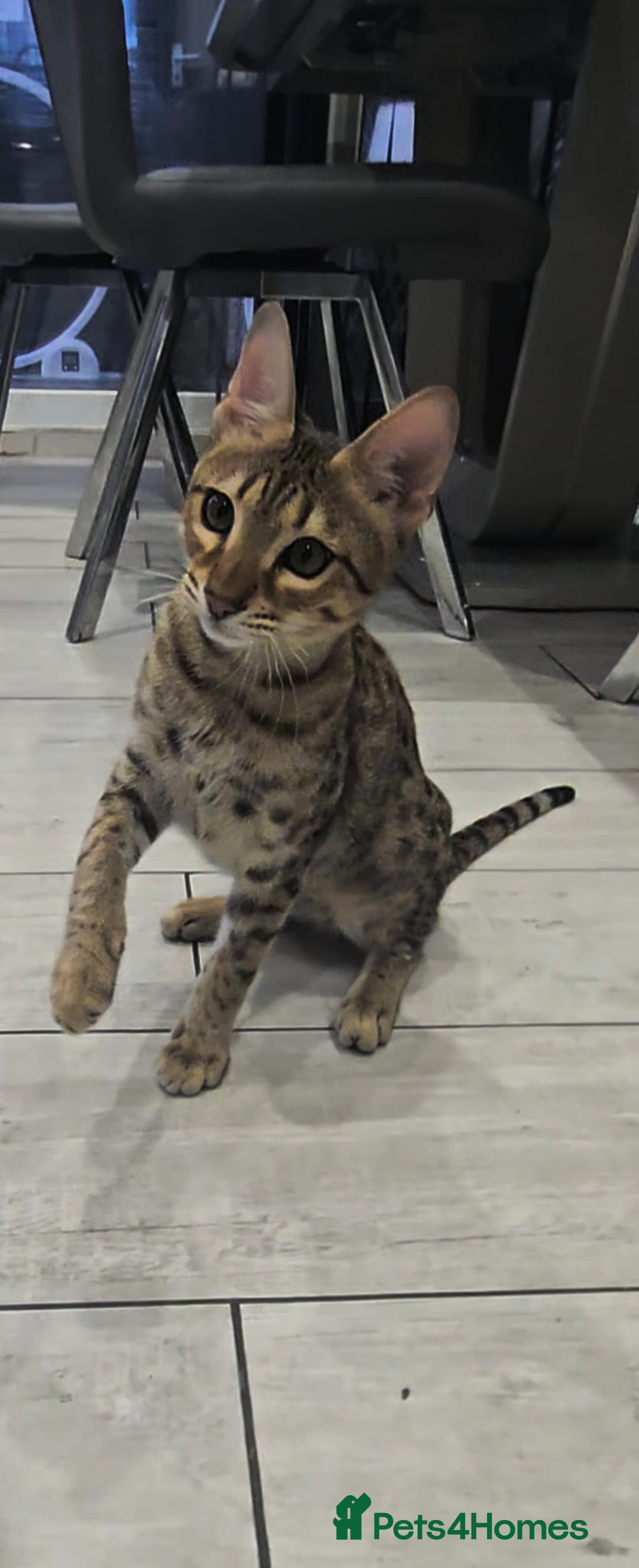 Savannah cats for sale: Britishpride F7 Savannah Kittens Male and female  - Advert 13