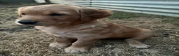 Golden Retriever dogs for sale: Beautiful dark golden retriever puppies - Advert 5