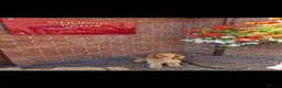 Cockapoo dogs for sale: Beautiful Angus - Advert 6