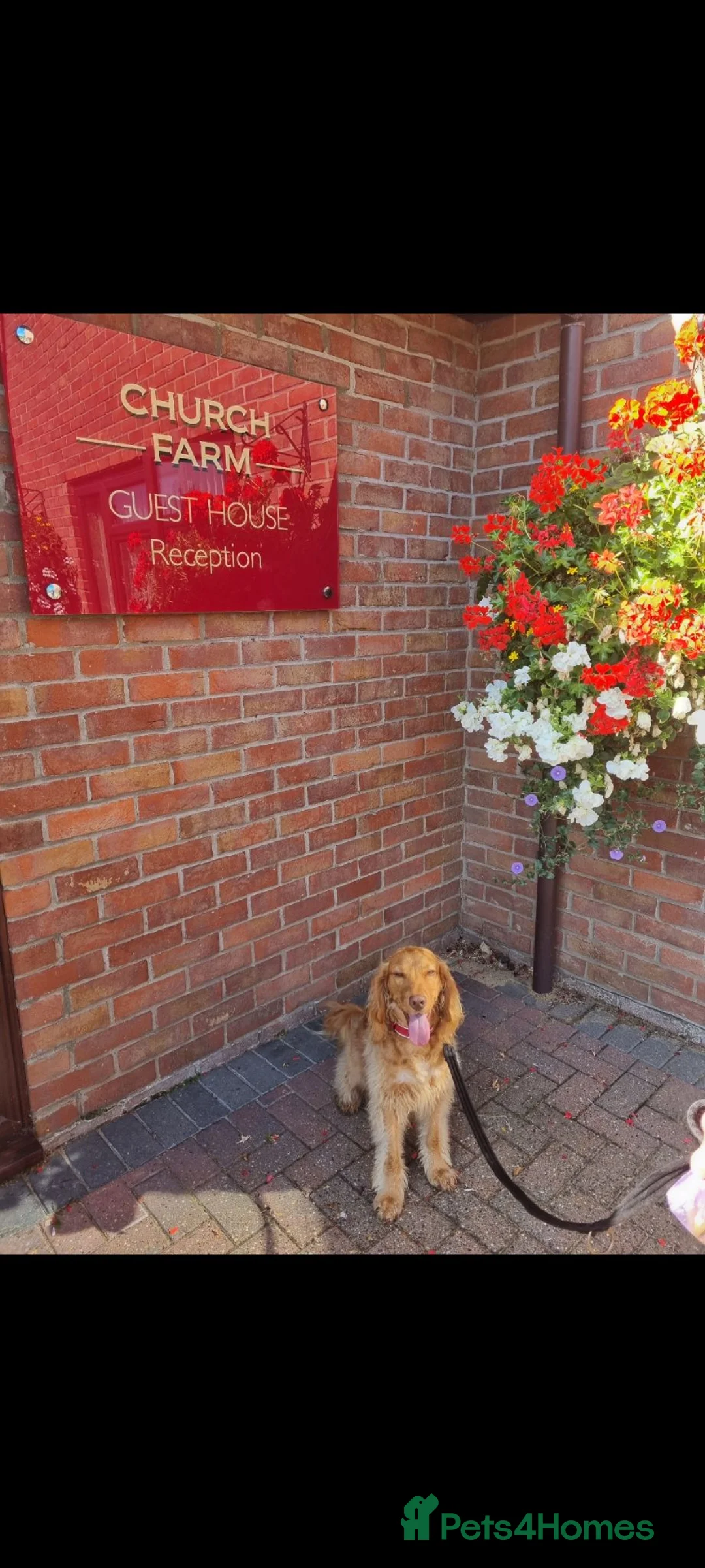 Cockapoo dogs for sale: Beautiful Angus - Advert 6