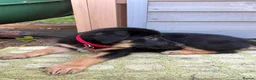 Labrador Retriever dogs for sale: Beautiful Sheprador Girl pup - Advert 2
