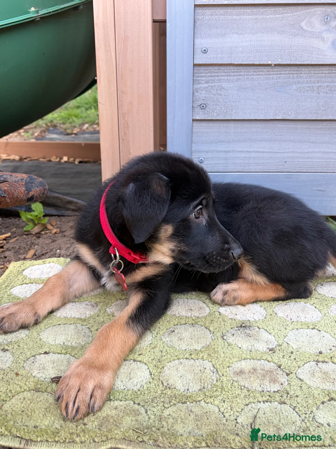 Labrador Retriever dogs for sale: Beautiful Sheprador Girl pup - Advert 2