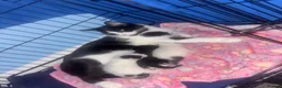 Mixed Breed cats for sale: 3 kittens for sale  in Worcester Park - Advert 13