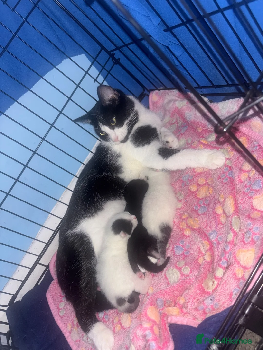 Mixed Breed cats for sale: 3 kittens for sale  in Worcester Park - Advert 13