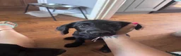 Labradoodle dogs for sale: Labradoodle Puppies - Advert 4
