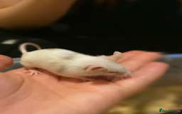 Mouse rodents for sale: Fancy Mice - Image 4
