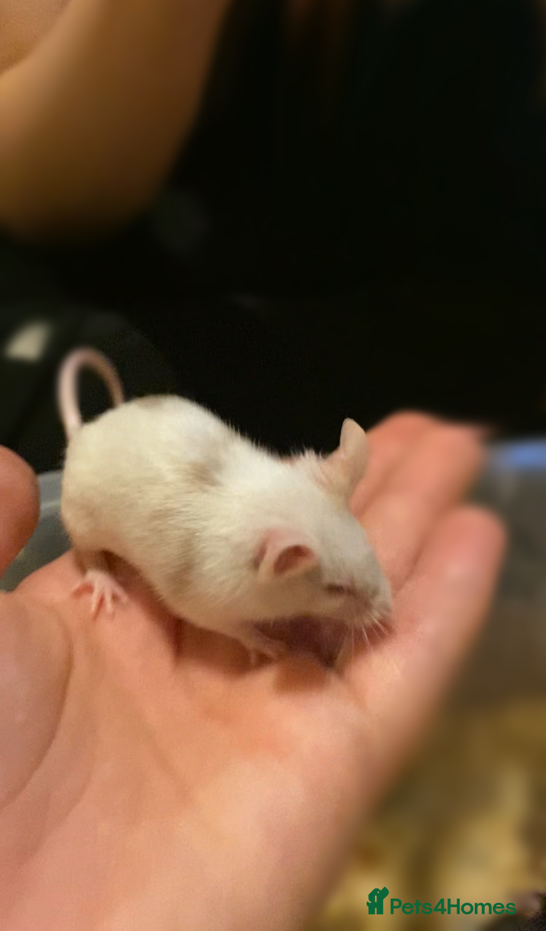 Mouse rodents for sale: Fancy Mice - Image 4