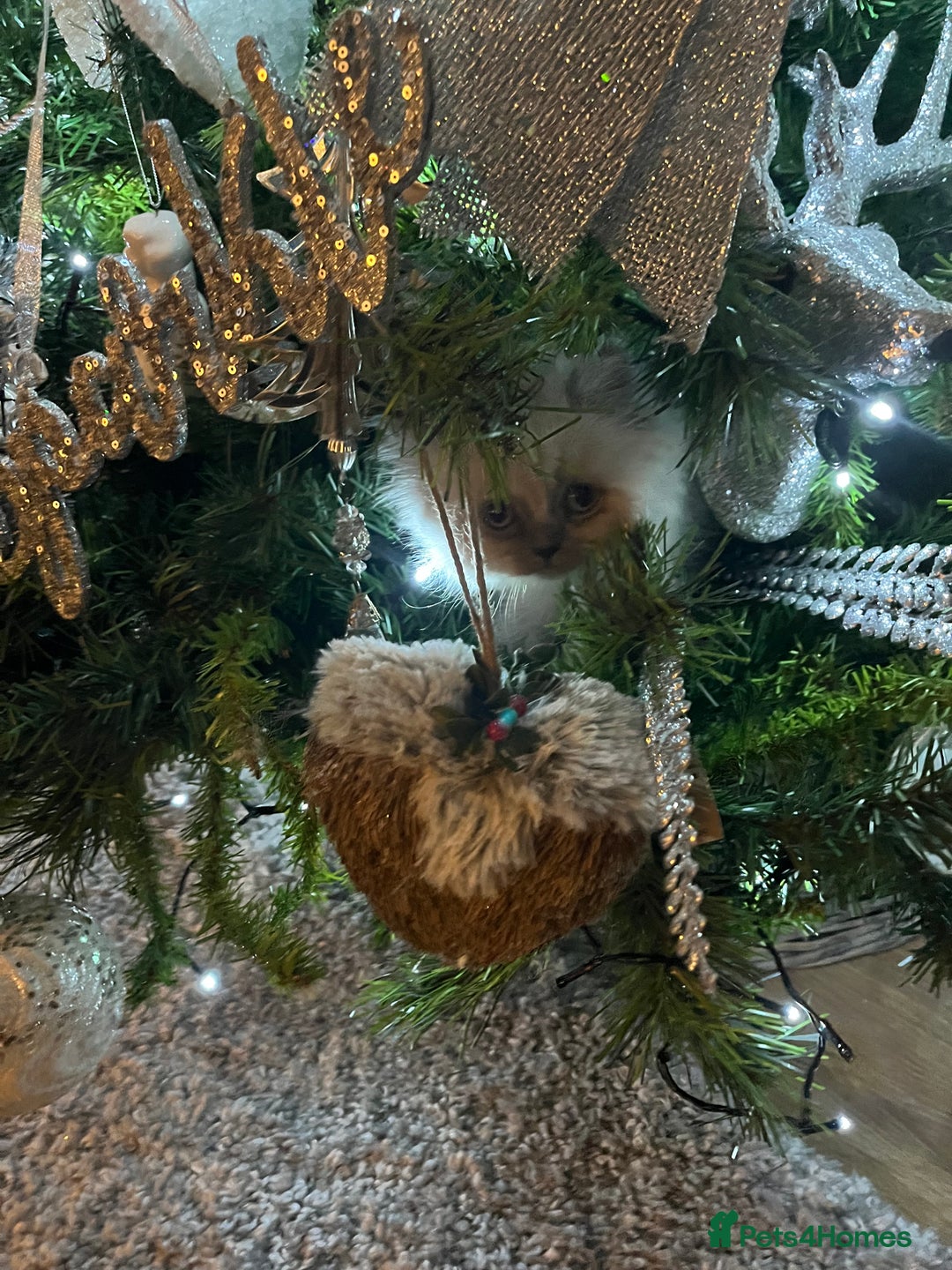 Persian cats for sale: 💕Simply Stunning PKD negative Persian Babies 💕 - Advert 1