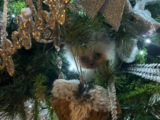 Persian cats 💕Simply Stunning PKD negative Persian Babies 💕 - Advert 13