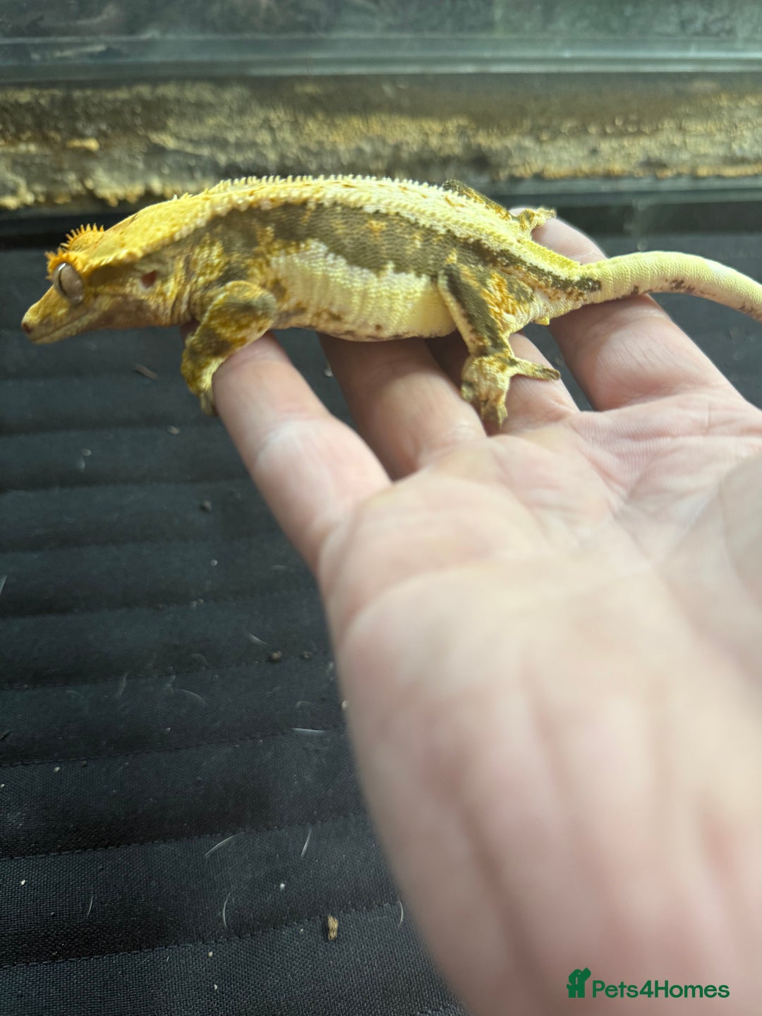 Gecko reptiles for sale: Tri colour lilly white crested gecko  - Image 2