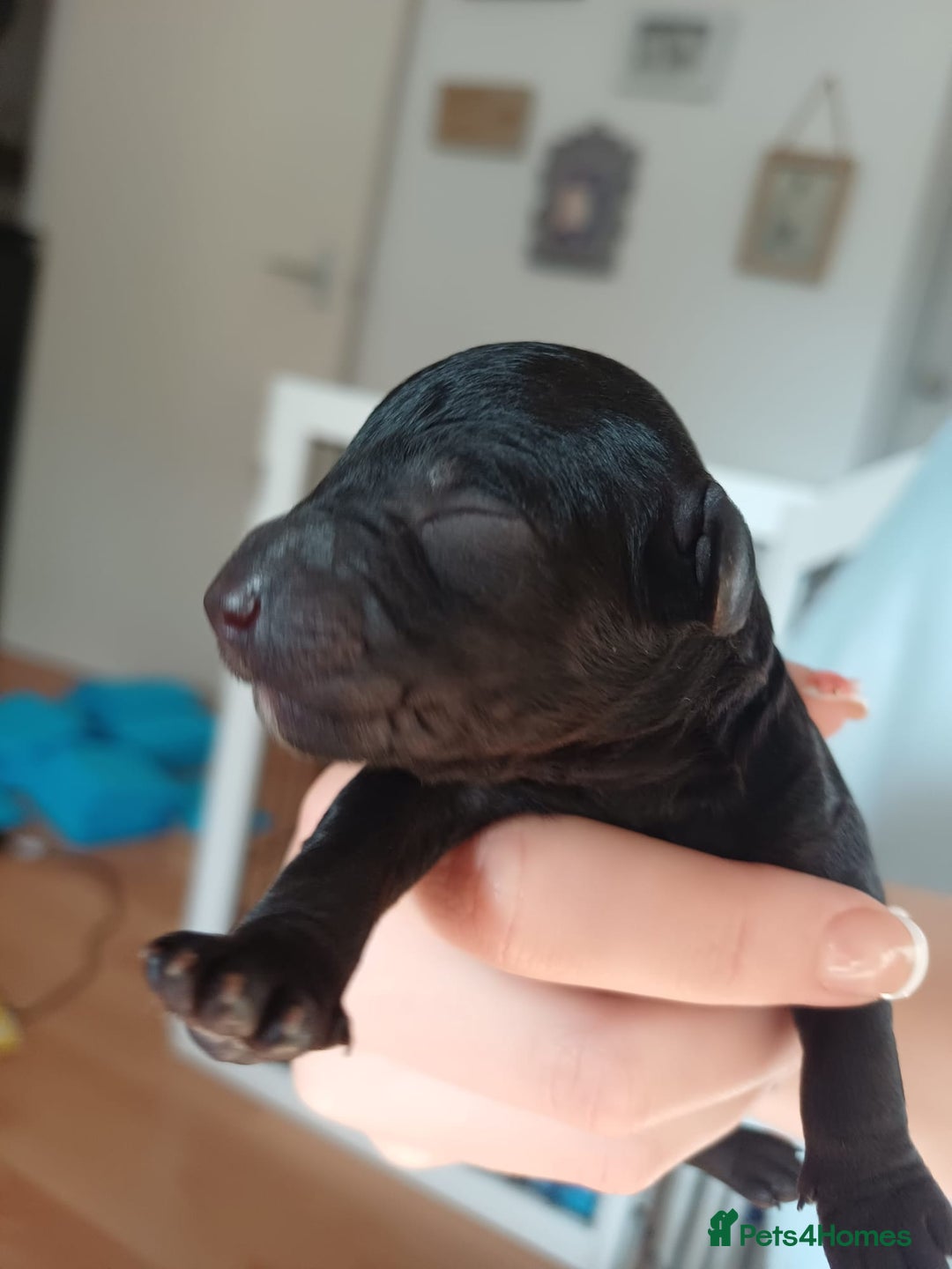 Jackapoo dogs for sale: Jackapoo x Asian toy poodle F1B - Image 6