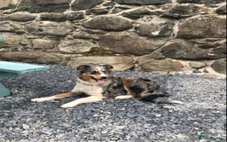 Border Collie dogs for sale: Blue Merle Border Collie bitch for sale - Image 2