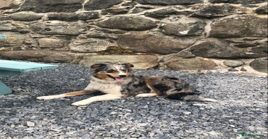 Border Collie dogs - Advert 3