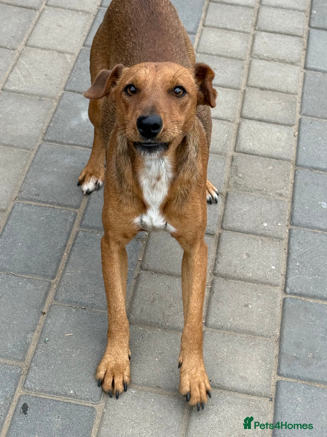 Fox Terrier dogs for adoption: Sweet Felix Needs LOVE - Advert 2